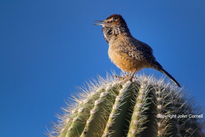 Arizona;Boyce-Thompson-Arboretum-State-Park;Cactus-Wren;Campylorhynchus-brunneic